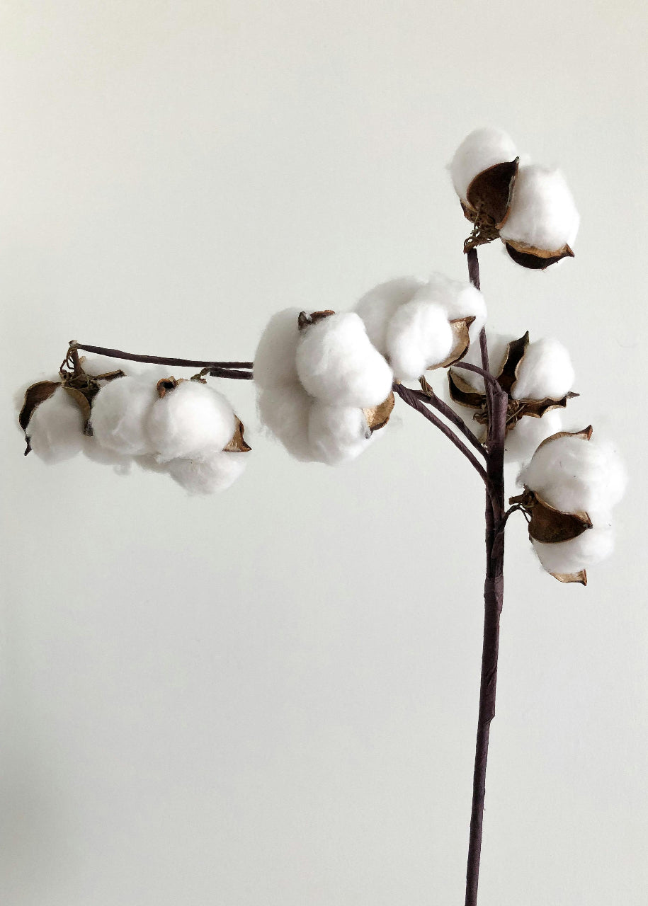 Close-up of a cotton flower with fluffy white fibers emerging from a dried brown pod, highlighting the natural beauty and texture of cotton. The background is softly blurred, emphasizing the detailed focus on the cotton flower.