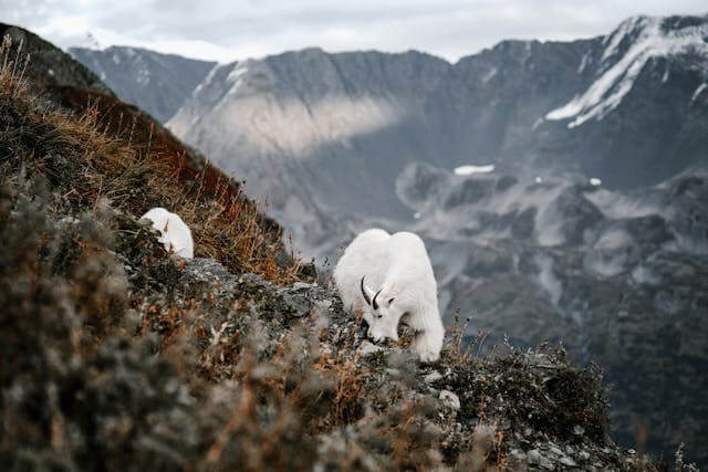 Two white cashmere goats grazing on a rocky mountainside with a backdrop of rugged, snow-capped peaks under a cloudy sky. The image showcases the natural habitat of cashmere goats and the beauty of mountainous landscapes.