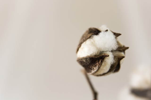 Close-up of a cotton flower with fluffy white fibers emerging from a dried brown pod, highlighting the natural beauty and texture of cotton. The background is softly blurred, emphasizing the detailed focus on the cotton flower.