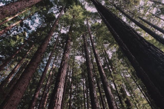 Upward view of a dense forest with towering trees reaching towards the sky. The sunlight filters through the lush green canopy, highlighting the height and majesty of the trees.