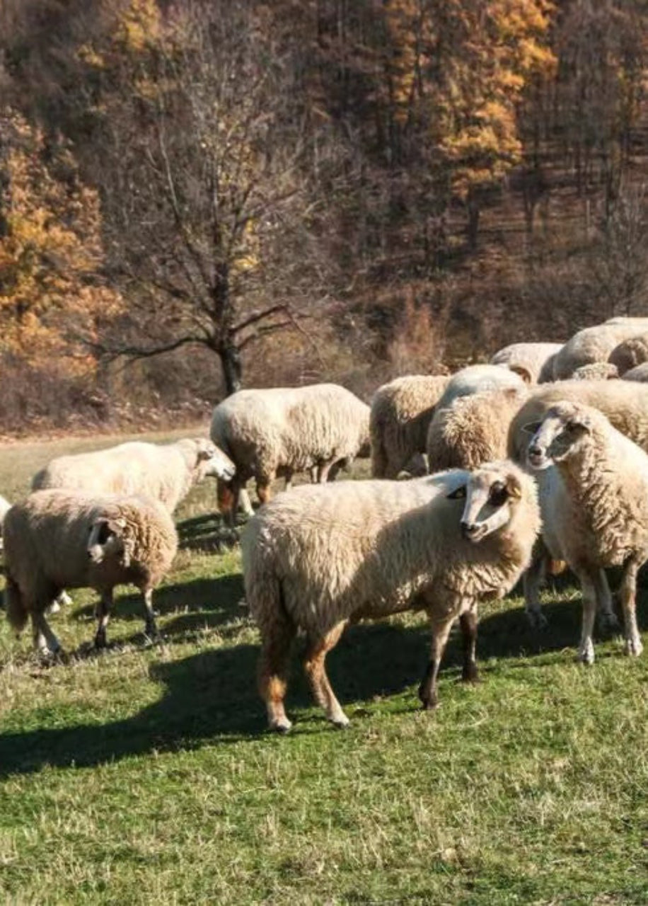 Sheep grazing in a green field with trees in the background, representing CYME Copenhagen's commitment to mulesing-free, certified merino wool
