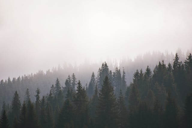 A misty forest scene viewed from above, with layers of tall pine trees fading into the fog. The soft light and fog create a serene and ethereal atmosphere.