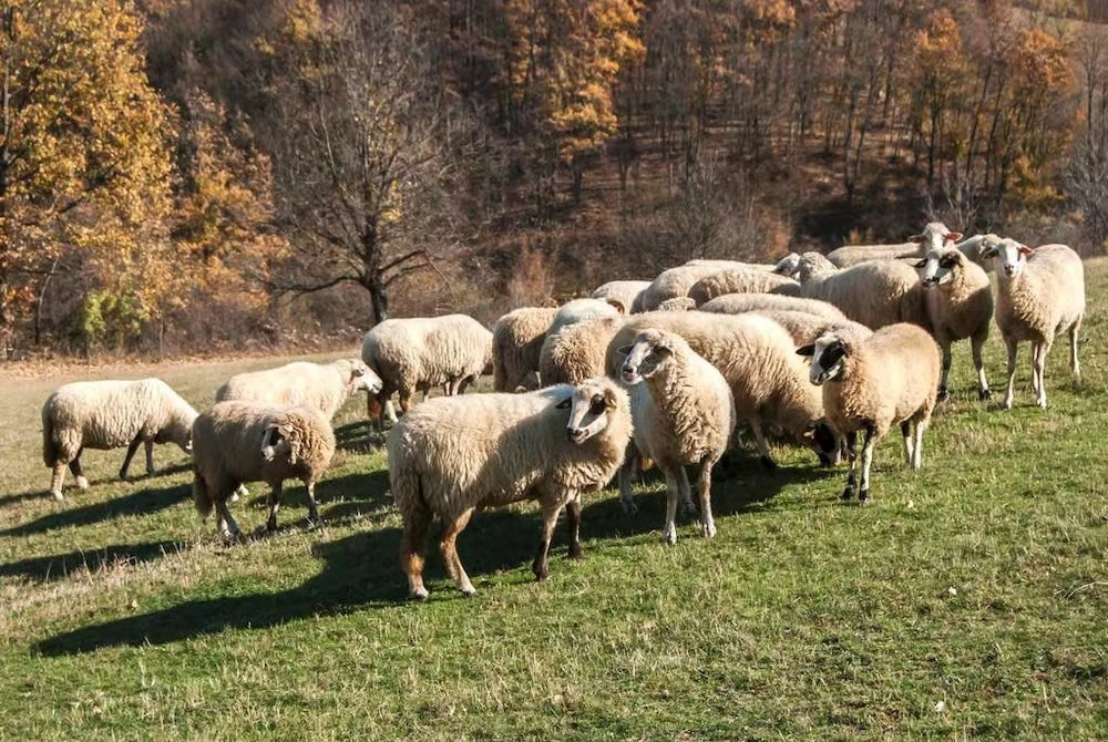 Sheep grazing in a field with trees in the background