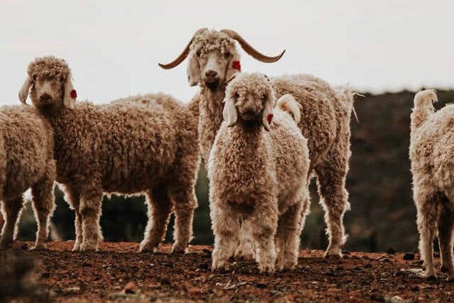 A group of Merino sheep standing on a field with a distant landscape in the background. The sheep, with their thick, curly wool, are marked with red tags on their ears.