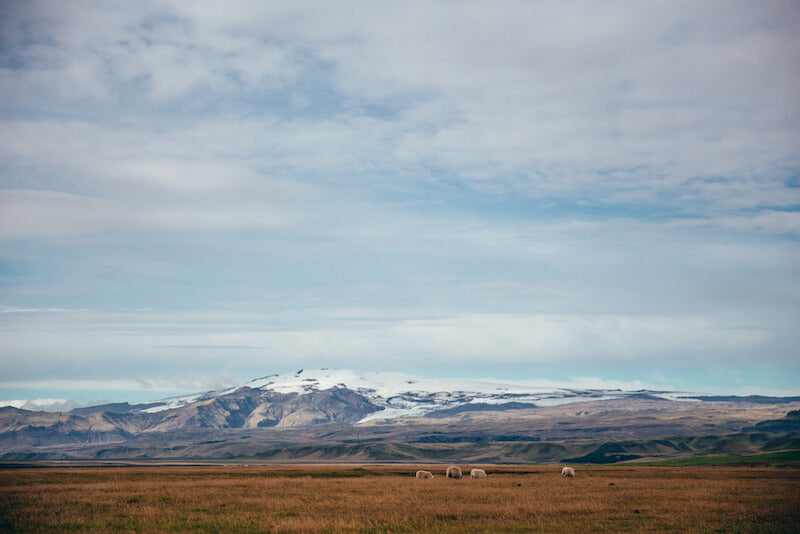 A scenic view of a grassy field with sheep grazing in the foreground and a glacier-covered mountain range in the background under a partly cloudy sky