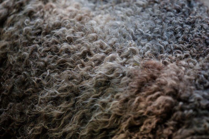 A close-up view of curly, textured sheep's wool in various shades of brown and gray. The detailed texture highlights the natural pattern and softness of the wool fibers.