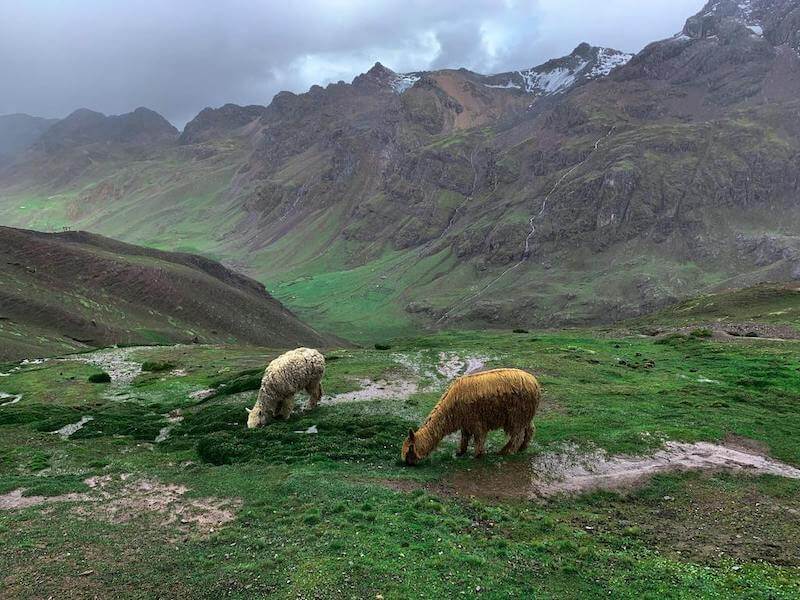 Two sheep grazing on a lush green hillside with a backdrop of rugged, mist-covered mountains. The scene is serene and picturesque, with vibrant greenery contrasting against the rocky terrain.